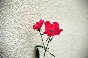 red flowers at the wall