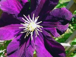 clematis, big purple flower close up