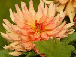 dahlia among green leaves