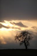 lonely tree under a stormy sky