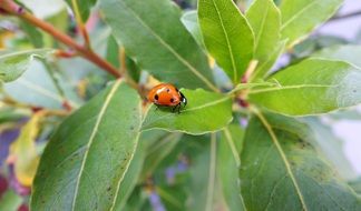 ladybug on a green leaf of a tree on a blurred background