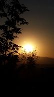 silhouettes of bushes on the background of the golden sun