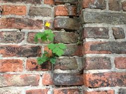 Picture of the red brick wall