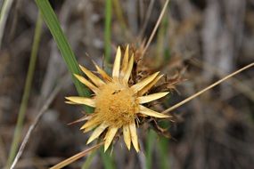 corymbosa carlin or thistle