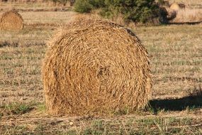 bales of straw on a farm field after harvest