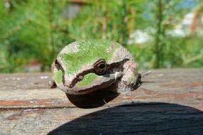 green tree amphibian