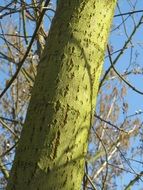 salix caprea pussy willow tree
