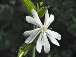 spiky flower in the meadow