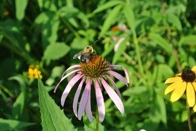 nature purple flower and a bee