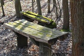 moss wooden bench in forest