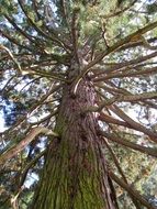 old tree with branches closeup