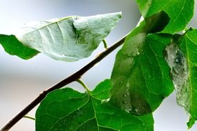 leaves with rain drops macro