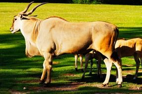 common eland antelope