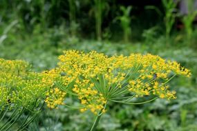 flowering dill