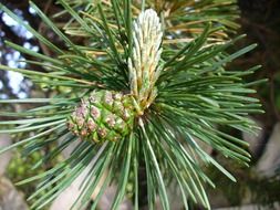 young pine cones on a branch