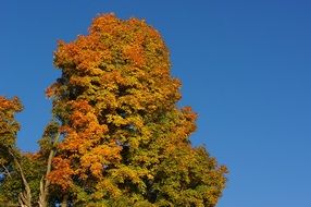 fall colors tree top at blue sky