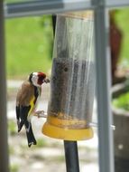 Goldfinch sits on a feeder