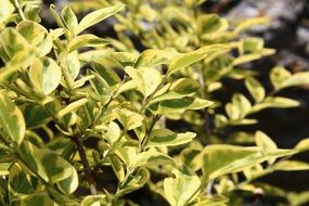 green leaves on a bush