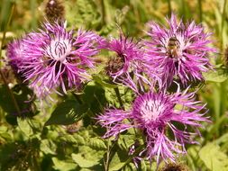 purple Centaurea, knapweed in bloom on meadow