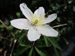 Beautiful Anemone Nemorosa Flower