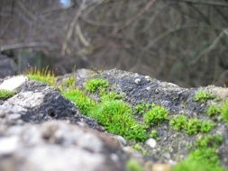 moss on gray stones