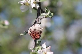 Dried apple blossom