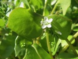 blooming indian lettuce