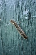 caterpillar butterfly on wooden board