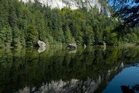 austria forest trees woods lake