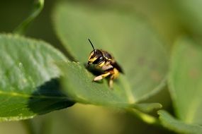 wasp on green leaves in the sun close up