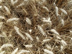 top view of a wheat field