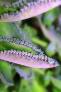 macro photo of colorful succulent leaves