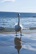 swan is standing on the shore in winter