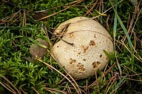 amazing mushrooms in the forest