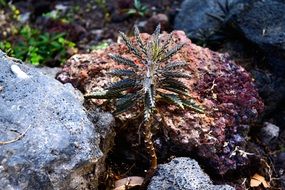 desert flower between rocks in el salvador