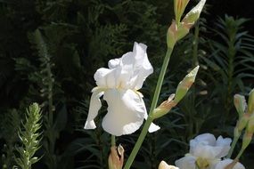 white lilies in the garden