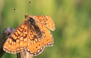 picture of the butterfly