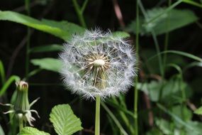 dandelion with seeds among green grass