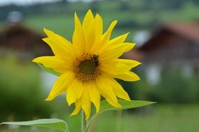 Sun flower in garden