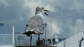 beautiful grey seagull