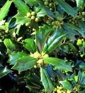 green holly berries