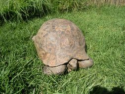 old turtle in the grass