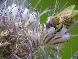 insect on a flowering wild flower