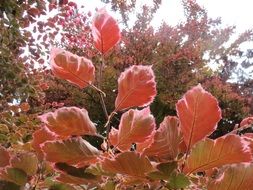 fagus sylvatica beech