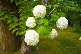 snowball tree