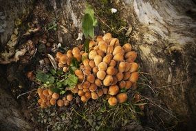 mushrooms family bronze