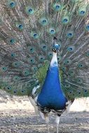 natural colors of a peacock