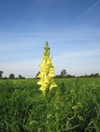 yellow toadflax flowers in the wildlife