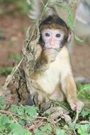 baby monkey in the forest