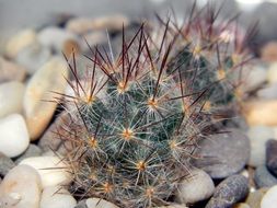 mammillaria is a species of cacti